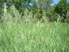 Hierochloe odorata - Sweet Grass