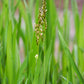 Hierochloe odorata - Sweet Grass
