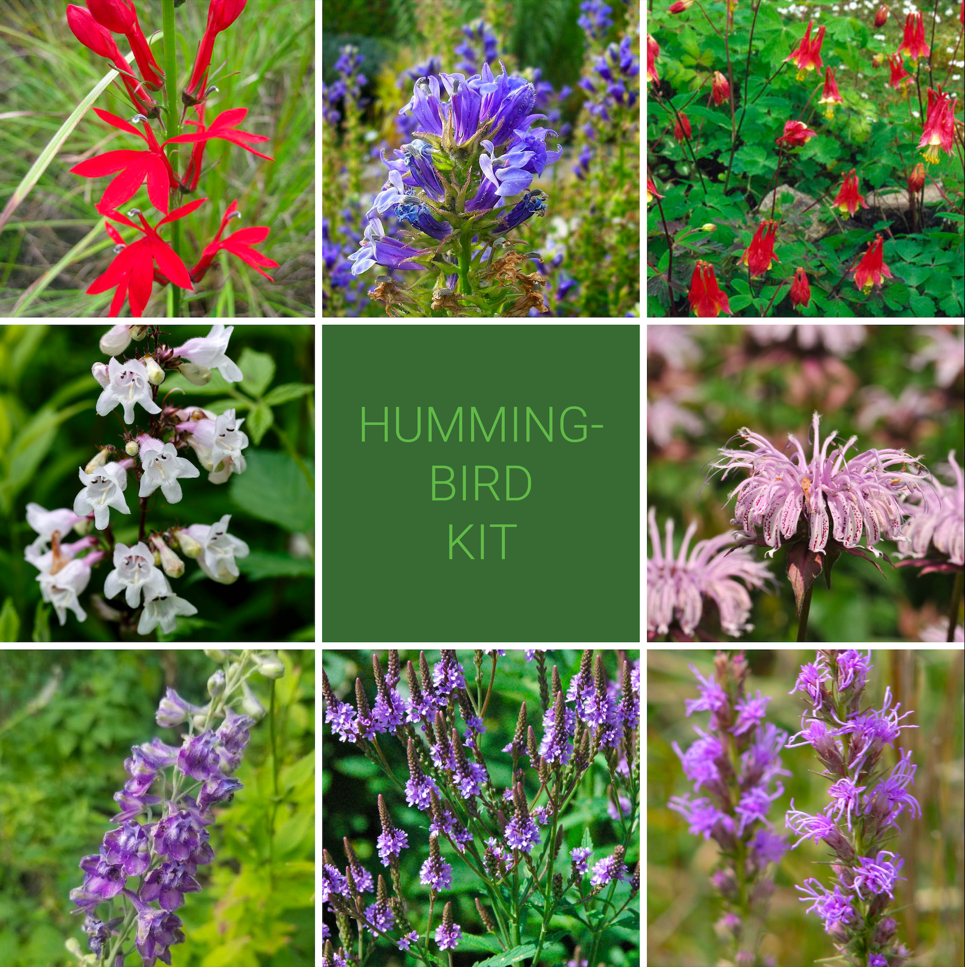 Hummingbird Garden Kit – New Leaf Natives
