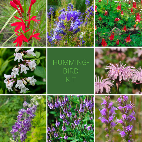 Hummingbird Garden Kit