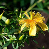 Hypericum prolificum - Shrubby St. John's Wort - 38 Plug Tray