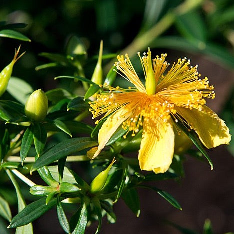 Hypericum prolificum - Shrubby St. John's Wort - 38 Plug Tray – New ...