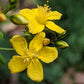 Hypericum punctatum - Dotted St. John's Wort