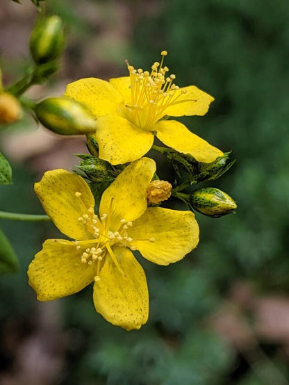 Hypericum punctatum - Dotted St. John's Wort