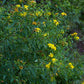 Hypericum prolificum - Shrubby St. John's Wort - 3" Pot