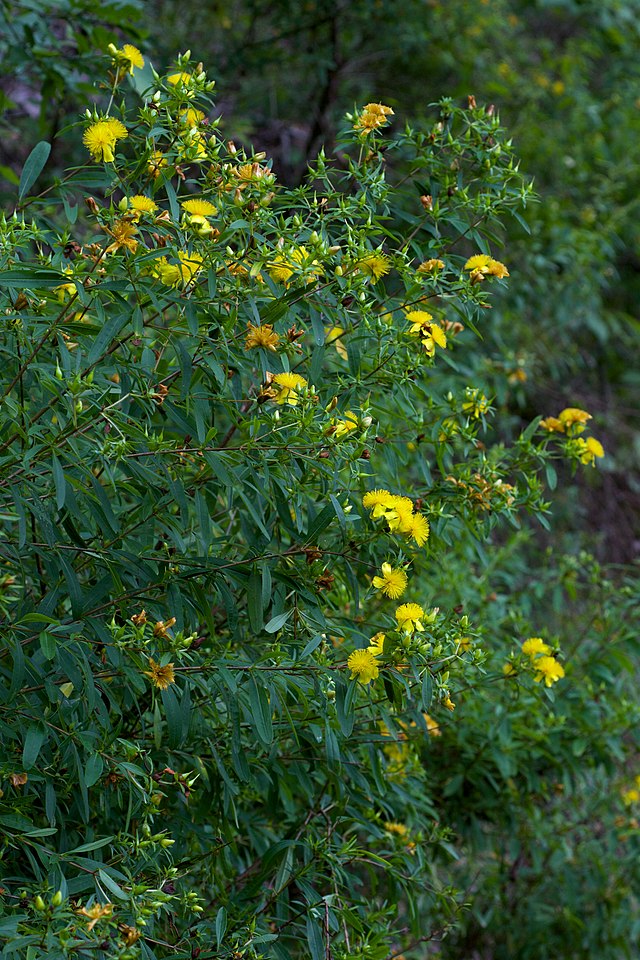 Hypericum prolificum - Shrubby St. John's Wort - 38 Plug Tray – New ...