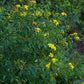 Hypericum prolificum - Shrubby St. John's Wort