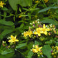Hypericum punctatum - Dotted St. John's Wort