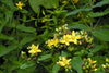 Hypericum punctatum - Dotted St. John's Wort