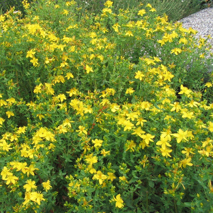 Hypericum pyramidatum - Great St. John's Wort - 38 Plug Tray