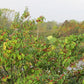 Ilex verticillata - Winterberry