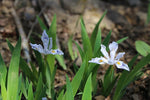 Iris cristata - Dwarf Crested Iris - 38 Plug Tray