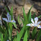 Iris cristata - Dwarf Crested Iris - 3" Pot