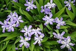 Iris cristata - Dwarf Crested Iris - 3" Pot