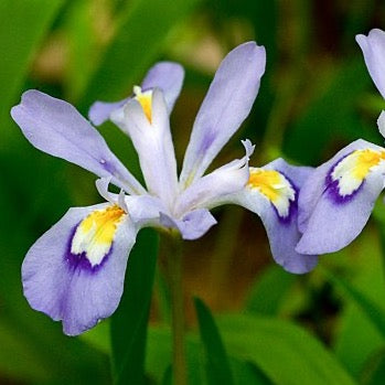 Iris cristata - Dwarf Crested Iris - 3" Pot