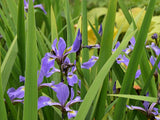 Iris versicolor - Northern Blue Flag - 38 Plug Tray