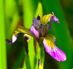 Iris versicolor - Northern Blue Flag - 38 Plug Tray