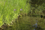 Iris versicolor - Northern Blue Flag - 38 Plug Tray