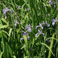 Iris virginica - Southern Blue Flag - 38 Plug Tray