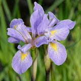 Iris virginica - Southern Blue Flag - 38 Plug Tray