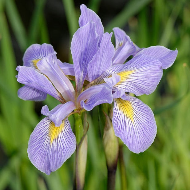 Iris virginica - Southern Blue Flag – New Leaf Natives