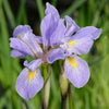 Iris virginica - Southern Blue Flag