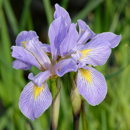 Iris virginica - Southern Blue Flag - 3" Pot