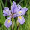 Iris virginica - Southern Blue Flag - 3" Pot