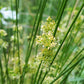 Juncus effusus - Common Rush - 38 Plug Tray