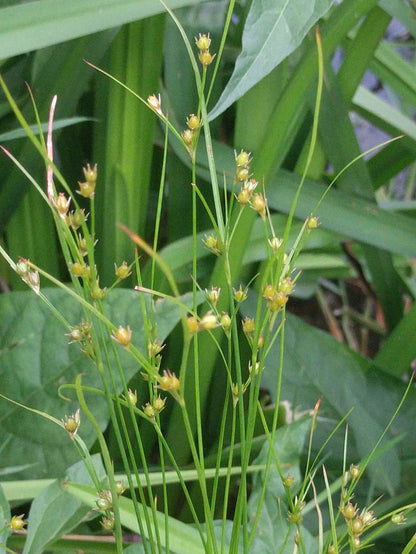Juncus tenuis - Path Rush