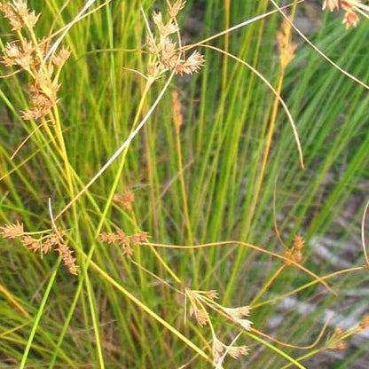 Juncus dudleyi - Dudley's Rush - 3" Pot