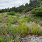 Juncus dudleyi - Dudley's Rush