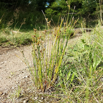 Juncus tenuis - Path Rush - 3" Pot