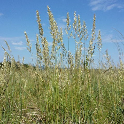 Koeleria macrantha - June Grass - 38 Plug Tray