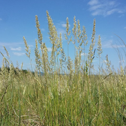 Koeleria macrantha - June Grass - 3" Pot
