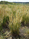 Koeleria macrantha - June Grass