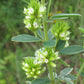 Lespedeza capitata - Round Headed Bushclover