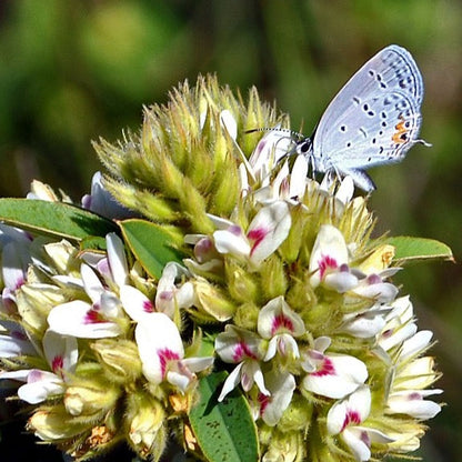 Lespedeza capitata - Round Headed Bushclover