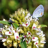 Lespedeza capitata - Round Headed Bushclover