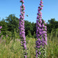 Liatris aspera - Rough Blazing Star