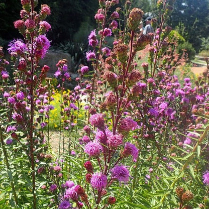 Liatris scariosa var. nieuwlandii - Northern Blazing Star - 38 Plug Tray