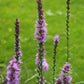 Liatris spicata - Marsh Blazing Star - 38 Plug Tray