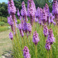 Liatris spicata - Marsh Blazing Star - 38 Plug Tray