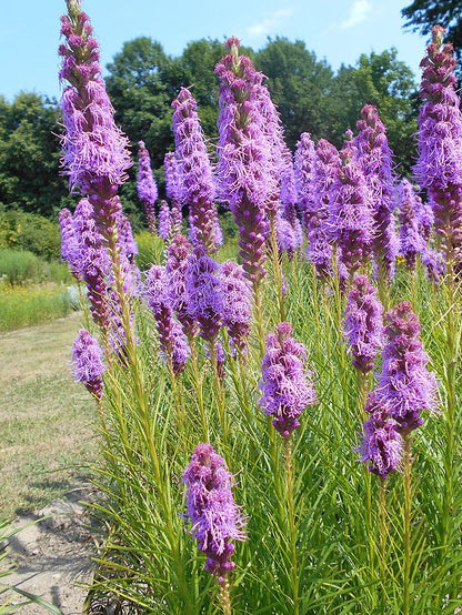 Liatris spicata - Marsh Blazing Star - 3" Pot