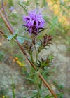 Liatris squarrosa - Scaly Blazing Star