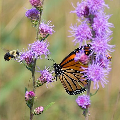 Liatris aspera - Rough Blazing Star