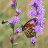 Liatris aspera - Rough Blazing Star