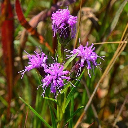 Liatris cylindracea - Dwarf Blazing Star - 3" Pot