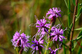 Liatris cylindracea - Dwarf Blazing Star - 3" Pot