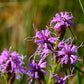 Liatris cylindracea - Dwarf Blazing Star